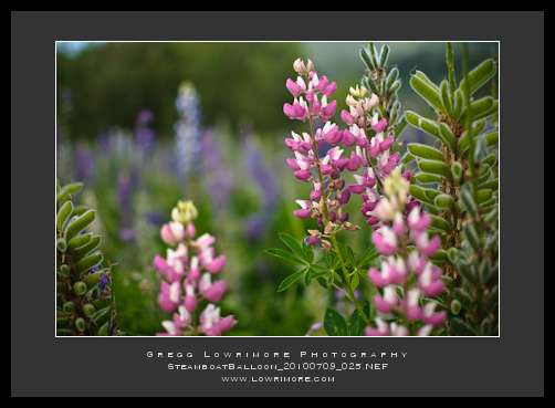 Pink Lupines - Steamboat Pink Lupines - Steamboat